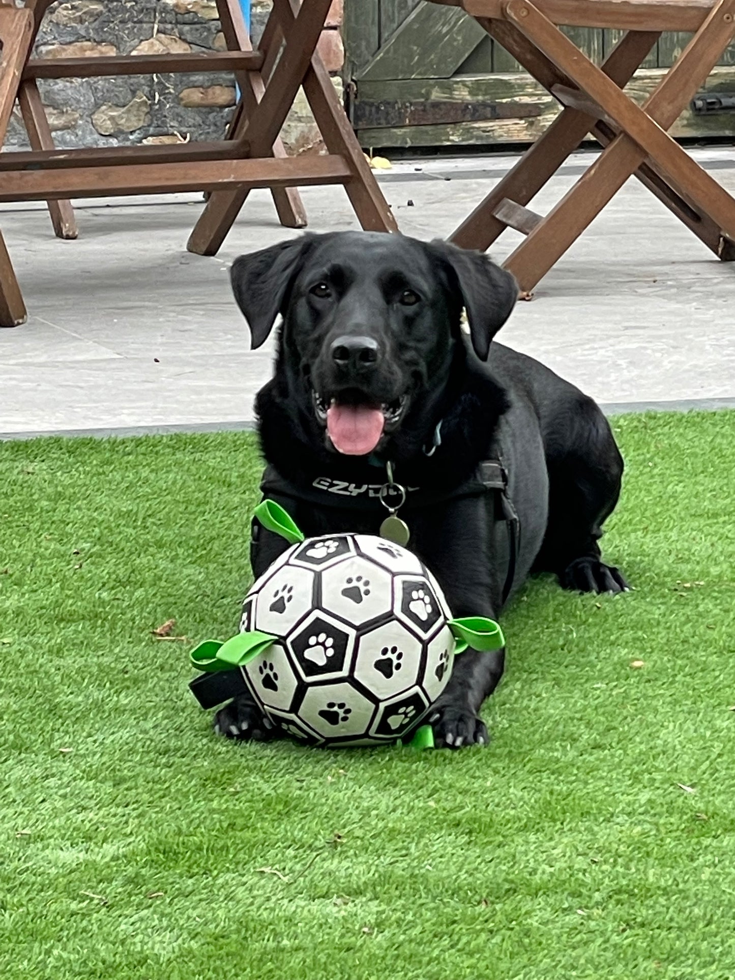 Dog Bowl Stand